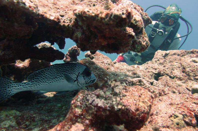 Grouper in the reef