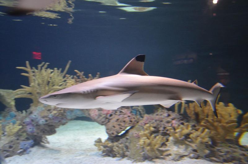 Reef shark