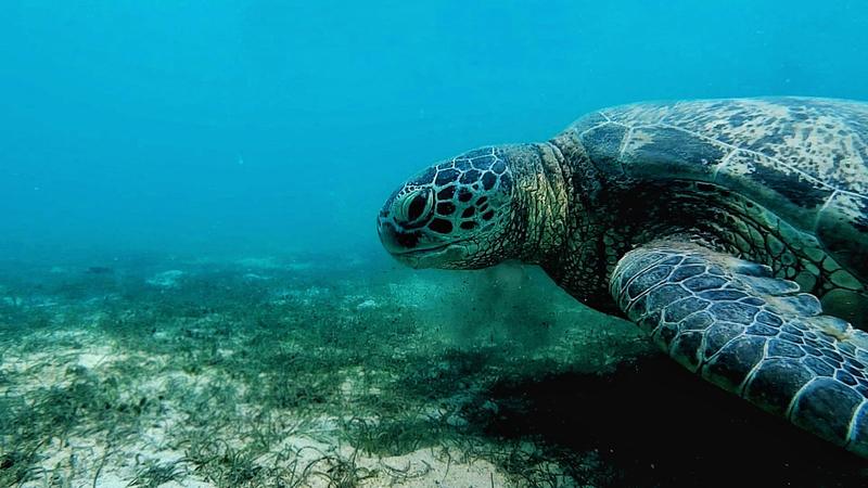 Green turtle
